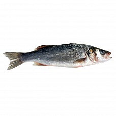 Seabass Head on gutted 300/400 20% 5 kg Turkey