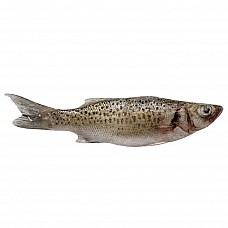 Spotted Seabass gutted, frozen, 0,2-0,3kg, 5% glaze