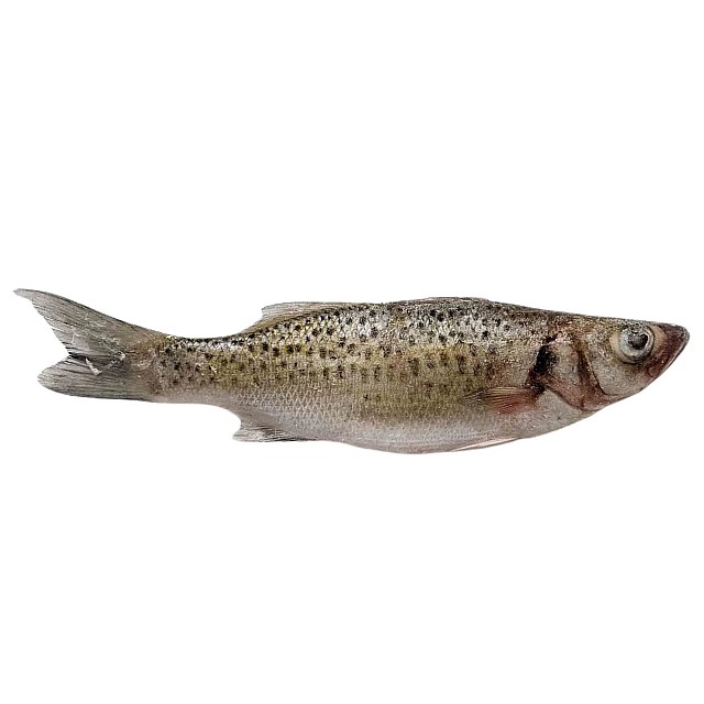 Каменный окунь пятнистый..потрошенный.мороженный 500-800п+(10кг)5% Мавритания