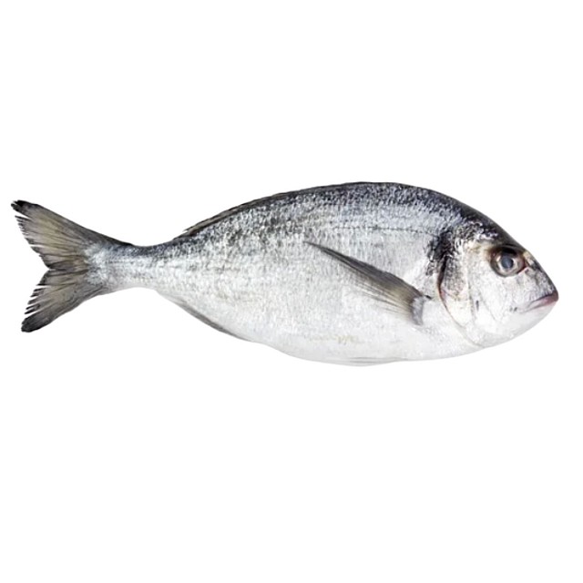 Dorāda baltā (jūraskarūsa) ķidāta, saldēta, 300-500g, (10kg) 5% Mauritānija