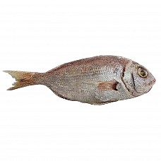 Дорада красная ,целая,мороженная 200-300 g 5% глазури ( 10 кг ) Мавритания