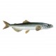 Capelin