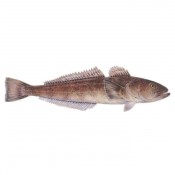 Patagonian toothfish (1)