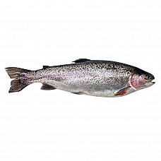 Frozen rainbow Trout head on gutted 250/300 gr 10 % (5 kg) Turkey frozen
