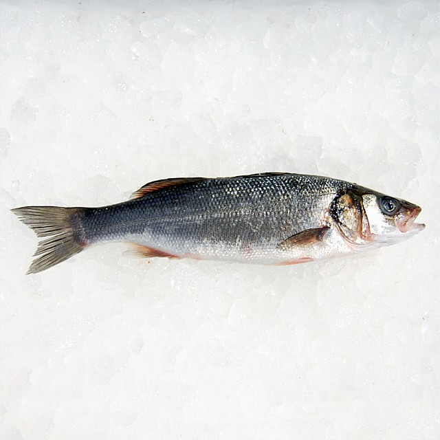 Seabass Head on gutted 300/400 20% 5 kg Turkey Seabass Head on gutted 300/400 20% 5 kg Turkey