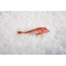 Mорской петух 200-500gr 8 кг