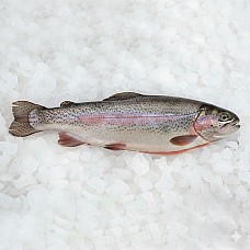 Trout HO 3-4 fresh German