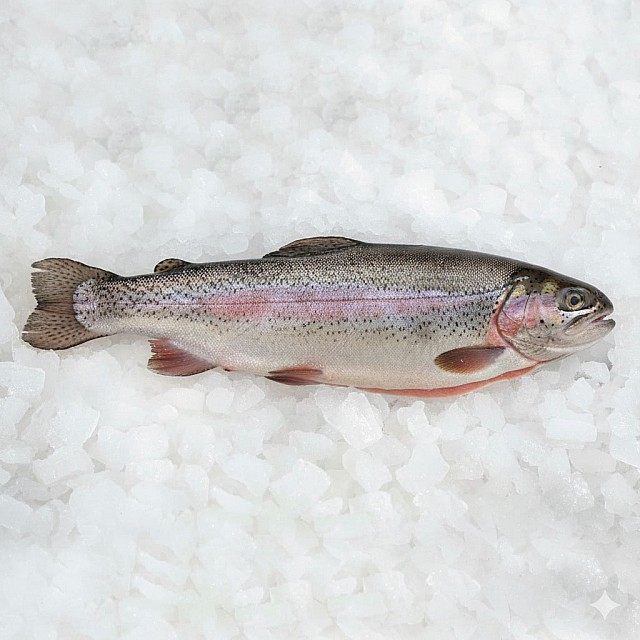 Trout HO 3-4 fresh German