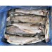 Varavīksnes forele a/g ķidāta 250/300g. 10 % (5 kg) Turcija  sasald.
