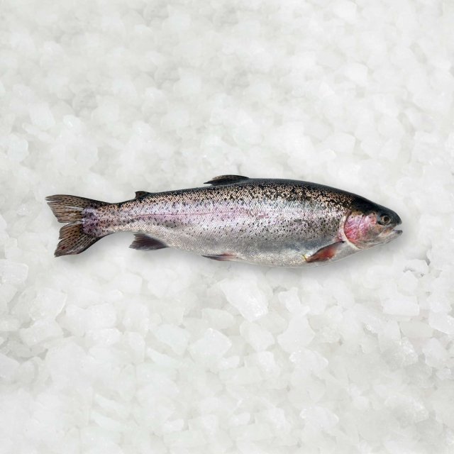 Varavīksnes forele a/g ķidāta 250/300g. 10 % (5 kg) Turcija  sasald.