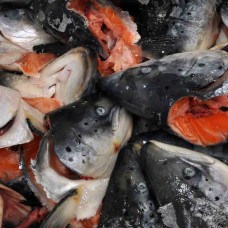 Головы лосося морож.