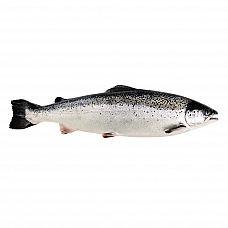 Salmon  Frozen 1/2, Norway