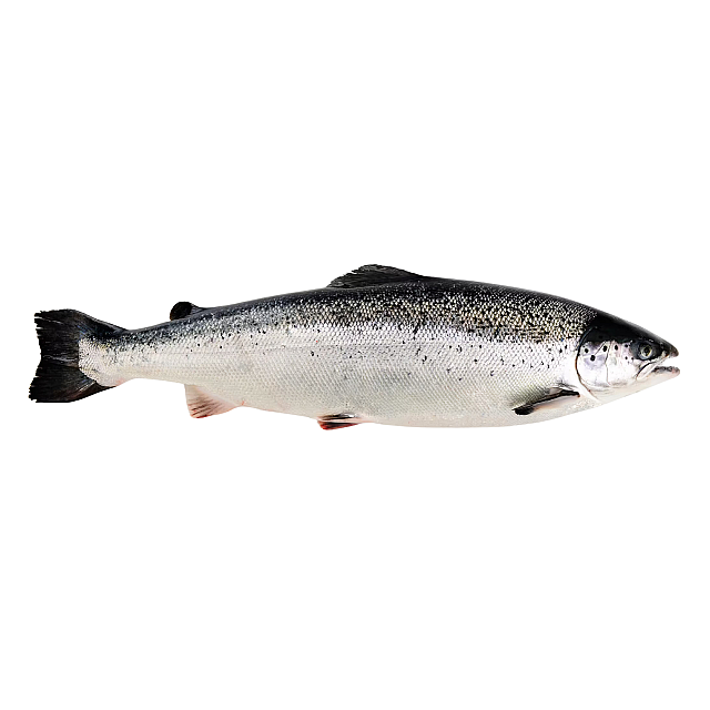 Лосось морож.с гол. потрош. в ваккуме 1/2 Норвегия