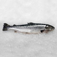 Лосоь с/г 5-6 охл Норвегия