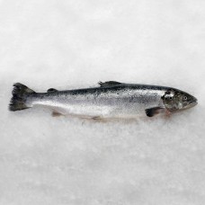 Лосоь с/г 3-4 охл Норвегия