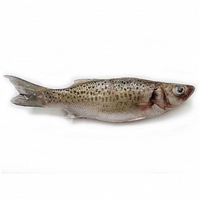 Akmeņasaris plankumainais, ķidāts, saldēts, 200-300g, (10kg) 5% Mauritānija