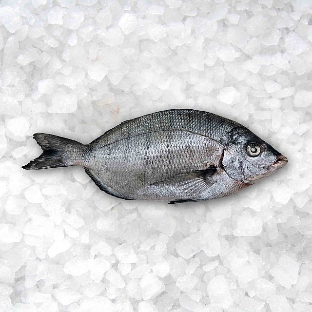 Dorāda baltā (jūraskarūsa) ķidāta, saldēta, 300-500g, (10kg) 5% Mauritānija