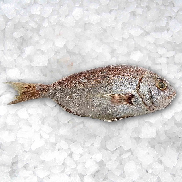 Dorāda sarkanā (Sarkanā pandora), vesela, saldēta, 200-300g, (10kg) 5% glazūra