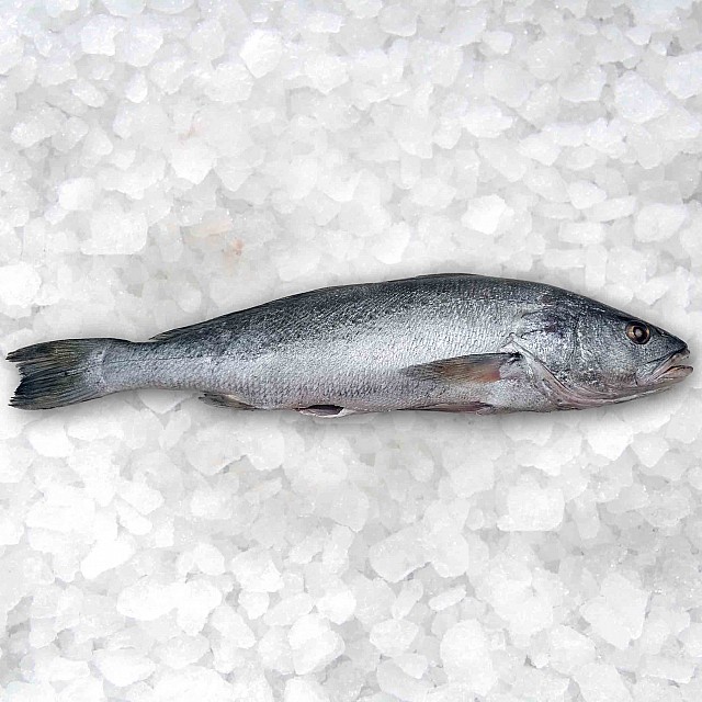 Kuprzivs sudrabainā (Korvina) ķidāta, saldēta, 1,5-2kg, (~10kg) 5% Mauritānija