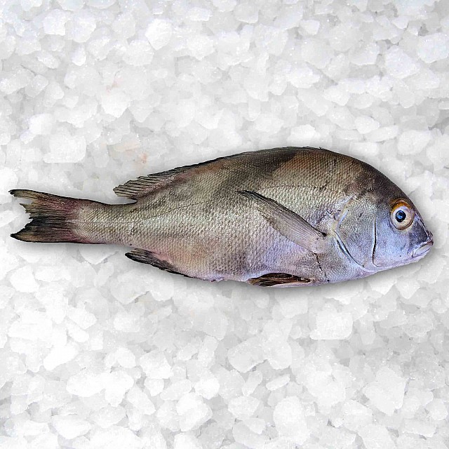 Pomadīsa ķidāta, saldēta, 200-300g, (10kg) 5% Mauritānija