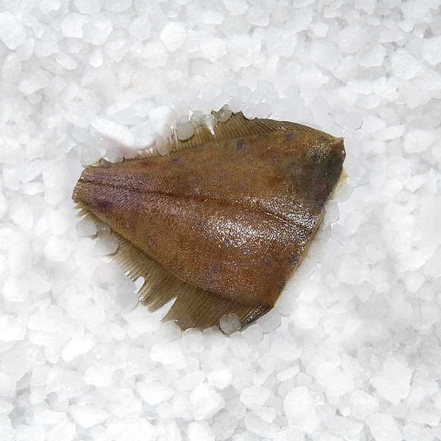 Yellowtail Flounder FAS H&G 200-300g Yellowtail Flounder FAS H&G 200-300g