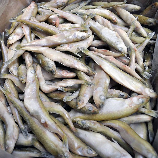 Корюшка с/г IQF 12-14, блок