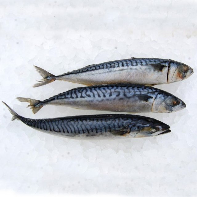 Mackerel WR 400/600  (25kg) Faroe Islands