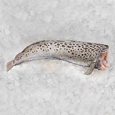 Зубатка пятнистая б/г 3+  (~ 50 кг блок) Норвегия заморож