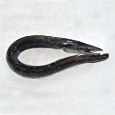 Угорь с/г, потрош. 1000+ Китай (10кг)