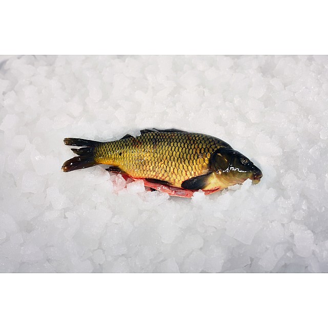 Carp gutted 0.85-2.3 kg (~6 kg)