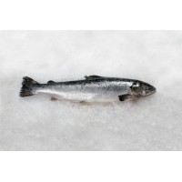 Salmon HO 5-6 fresh Norway, farmed in Norwegian