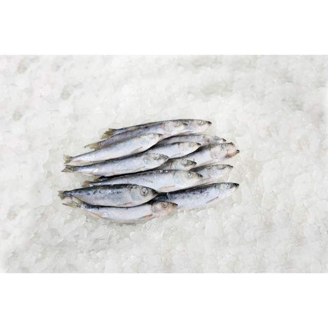 Baltic Herring WR 12-14, 10kg IQF, Latvia frozen