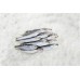 Baltic Herring WR 12-14, 10kg IQF, Latvia frozen