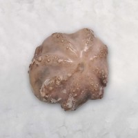 Astoņkāji jēli, attīrīti 2-3kg, 2.5kg, 10%