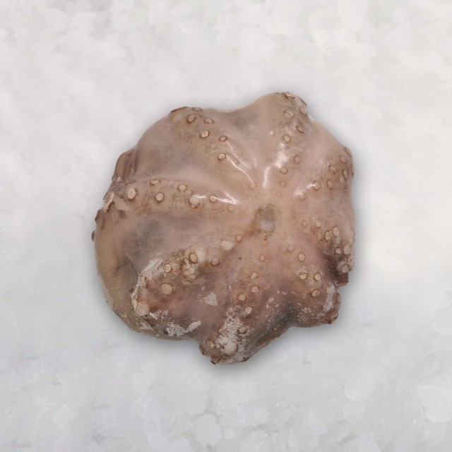 Octopus whole-cleaned, raw 2-3kg, 2.5kg, 10%