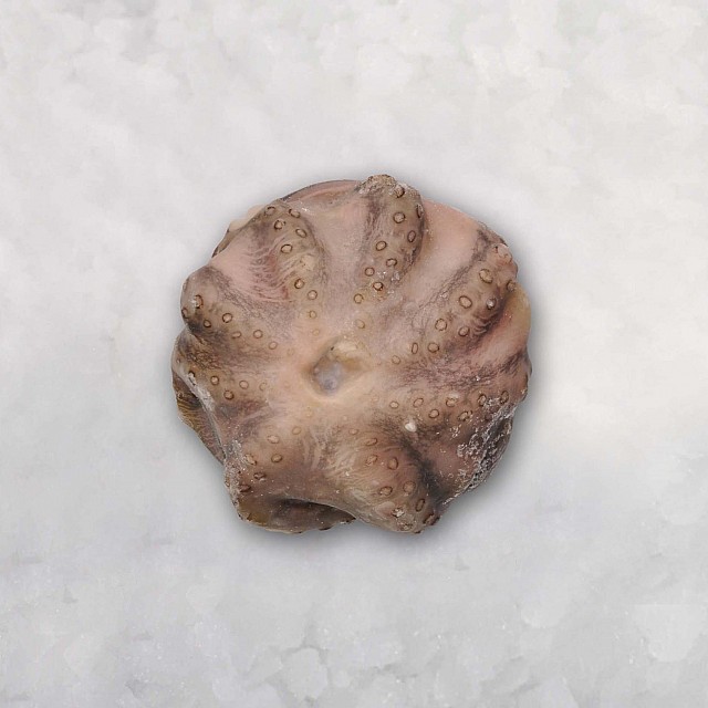 Octopus whole-cleaned, raw 1.5-2kg Flower-shaped Spain (~11kg) 10% Moyseafood
