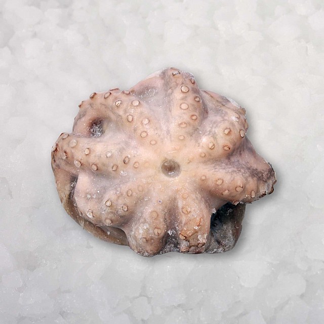 Astoņkāji jēli, attīrīti 3kg+ Indonēzija (15kg) 10%