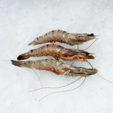 Didž. tigrinės krevetės nevirtos, s/kiautu, 8-12/kg, 1000/700g, 30% gl., šaldytos