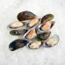 Greenshell mussels half-shell 30/40, 1kg