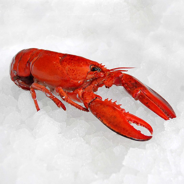 Lobster cooked 300g Canada (10x300g)
