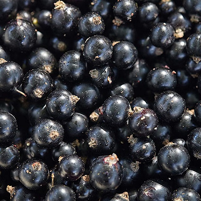 Blackcurrant Latvia Blackcurrant Latvia