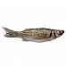 Spotted Seabass gutted, frozen, 0,2-0,3kg, 5% glaze