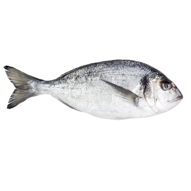 White Seabream, gutted, frozen, 300-500g 5% glaze