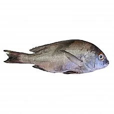 Ruberlip Grunt whole round, frozen, 800-1200g, 5% glaze