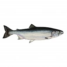 Corvina gutted, 1,5-2kg, 5% glaze