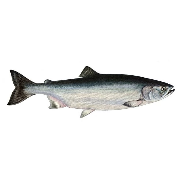 Corvina gutted, 1,5-2kg, 5% glaze