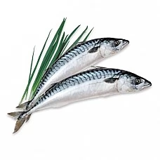 Makrele a/g 400/600 Farēru(Fēru) salas, 12.5kg