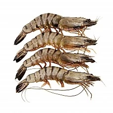 Tīģergarneles veselas jēlas 16/20 Indija (1kg) 20% (tīrsvars 800g)