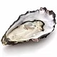 Oysters