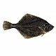 Plaice
